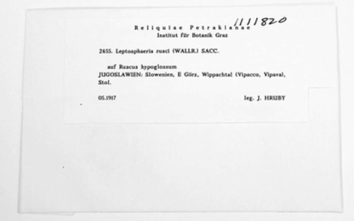 Phaeosphaeriopsis glaucopunctata image